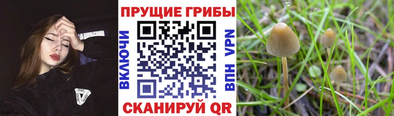 ссылка на мегу   Шахунья  сайты даркнета телеграм  Псилоцибиновые грибы мухоморы 